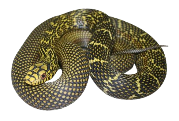 Elaphe carinata