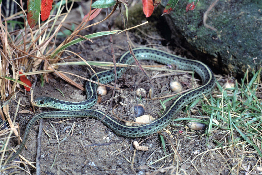 Thamnophis Sp