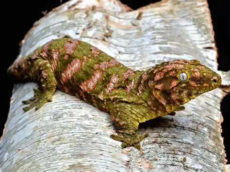 Rhacodactylus leachianus