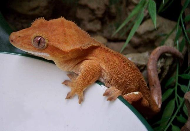 Correlophus ciliatus