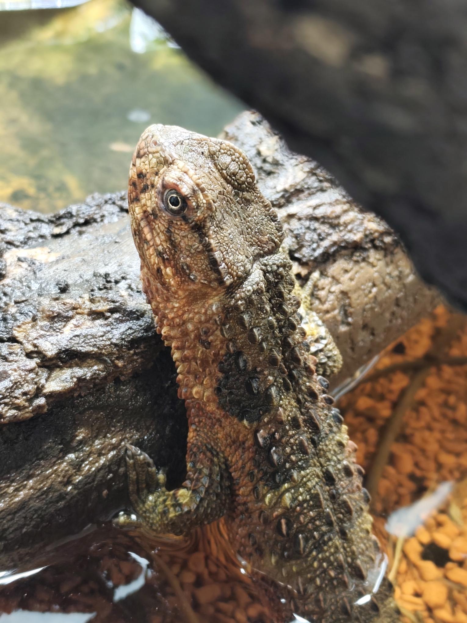 Formation au certificat de capacité – Reptiles