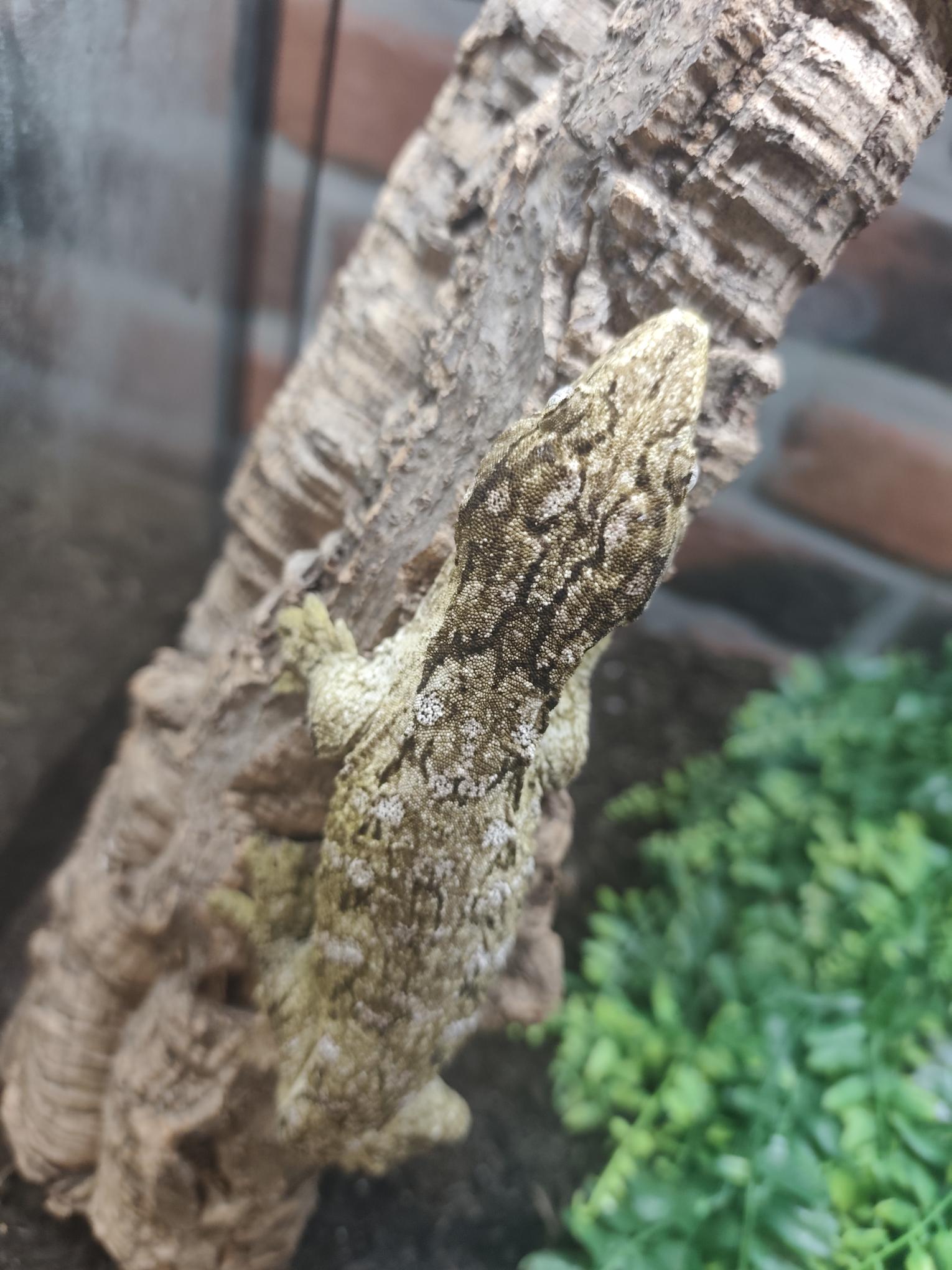 Rhacodactylus leachianus localité Moro