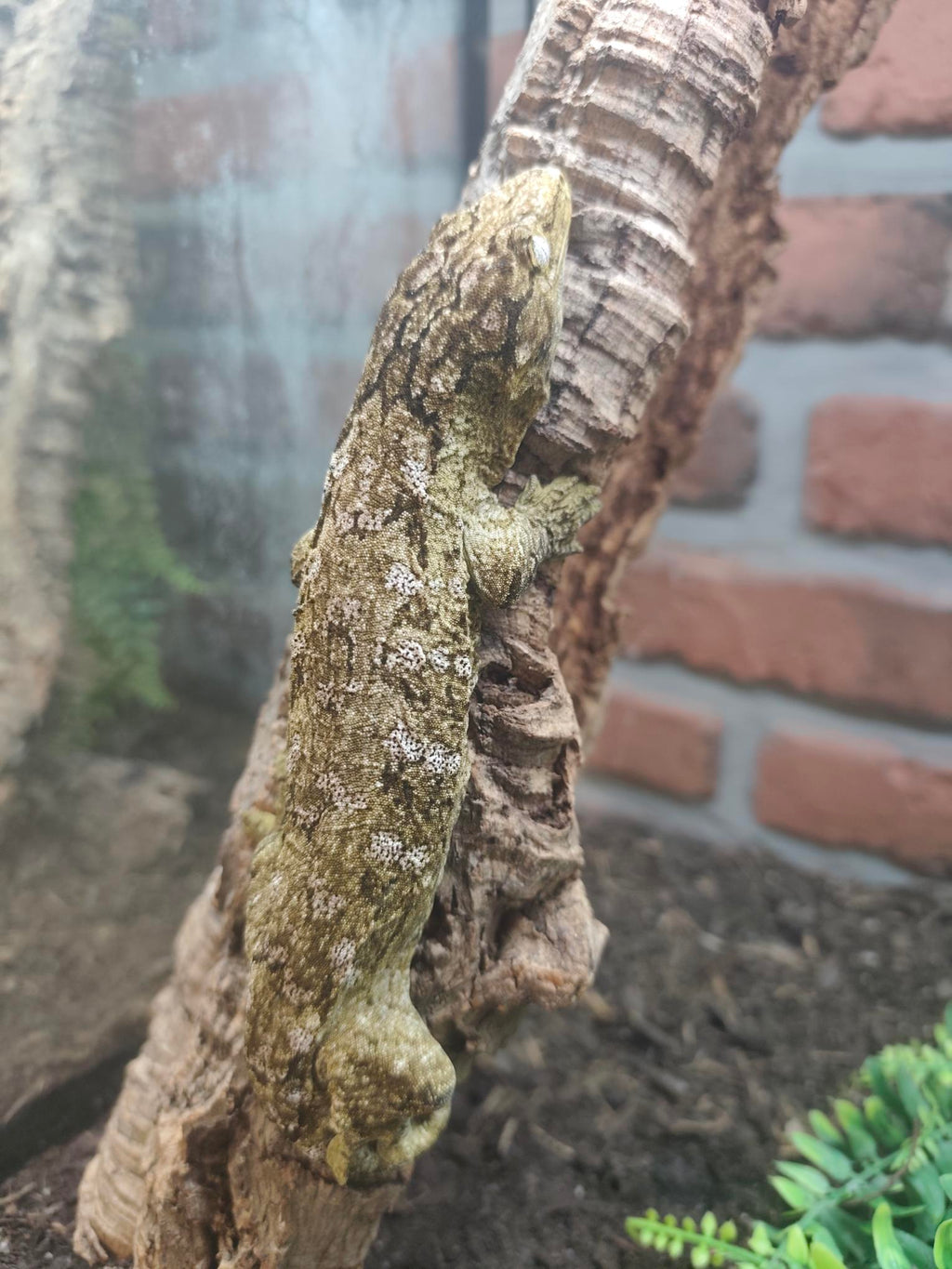 Rhacodactylus leachianus localité Moro