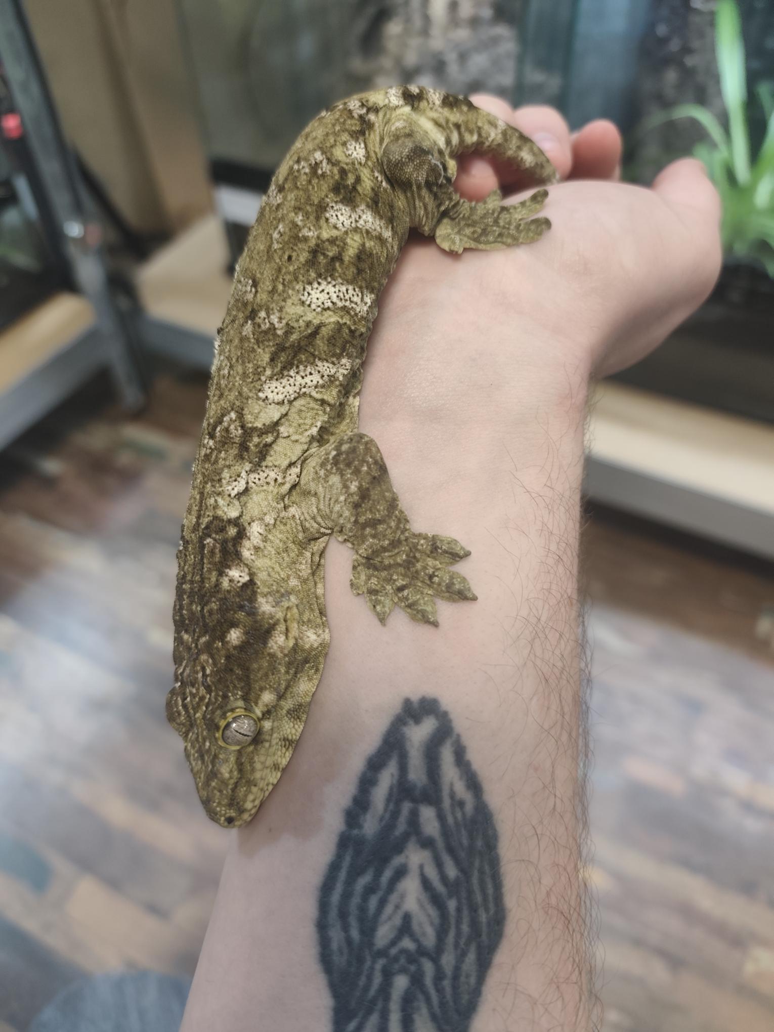 Rhacodactylus leachianus localité Mont khogis