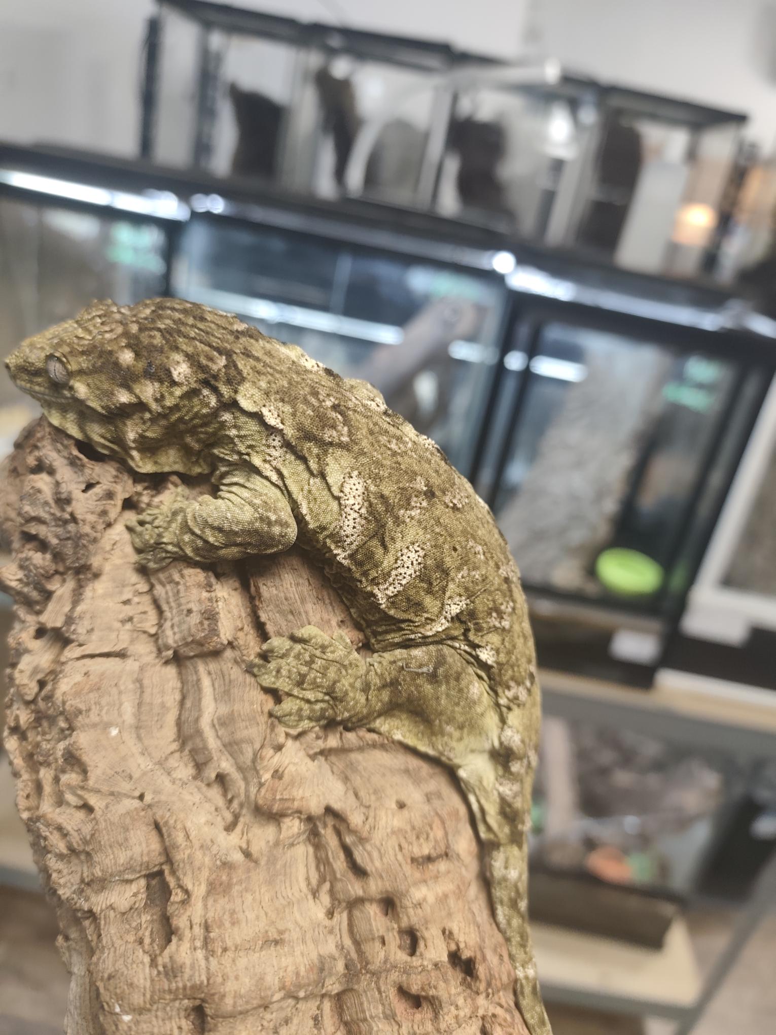 Rhacodactylus leachianus localité Mont khogis