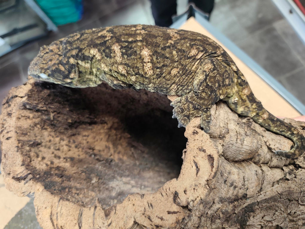 Rhacodactylus leachianus localité Mont khogis