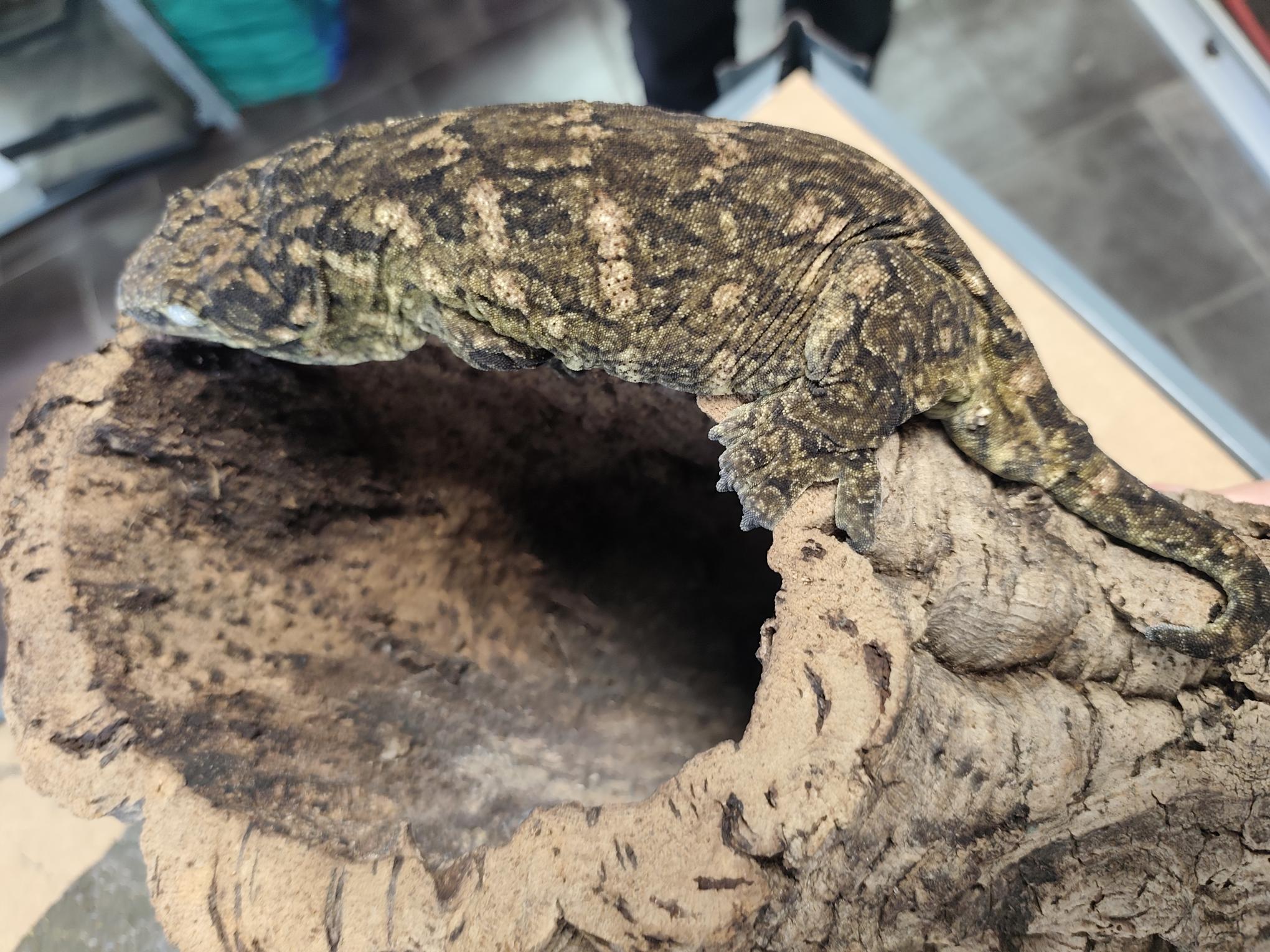 Rhacodactylus leachianus localité Mont khogis