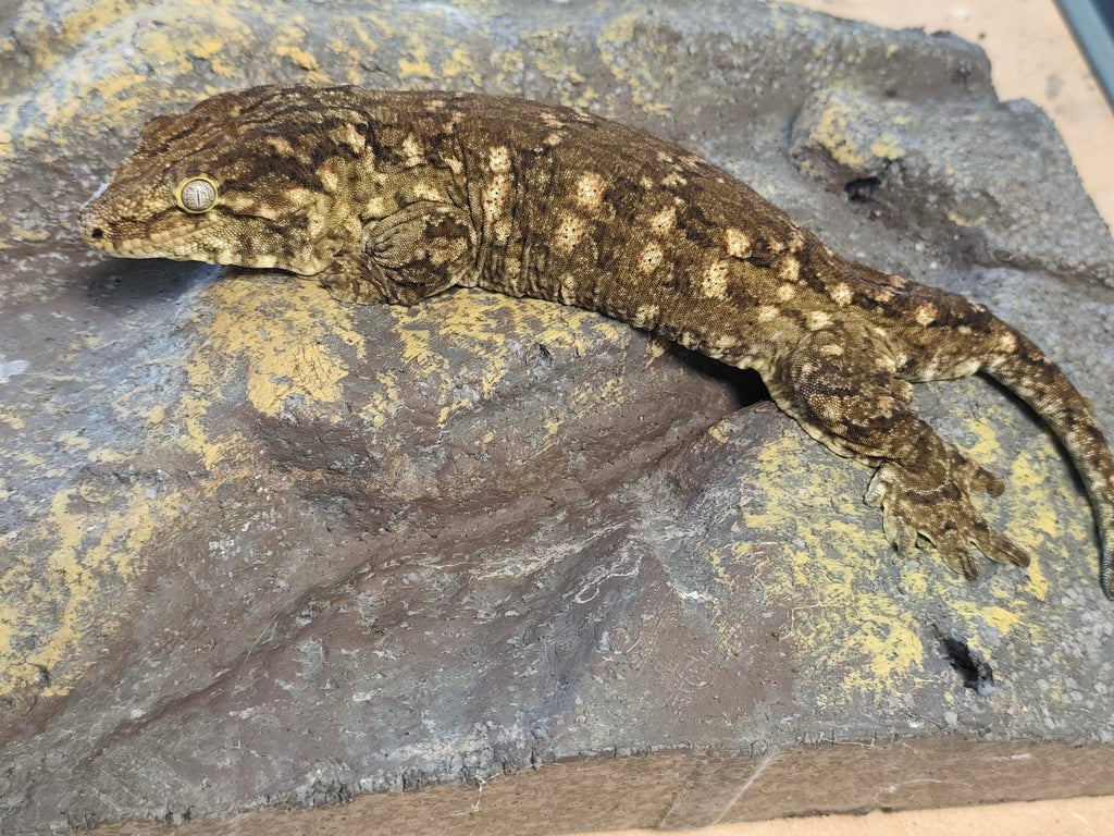 Rhacodactylus leachianus localité Mont khogis