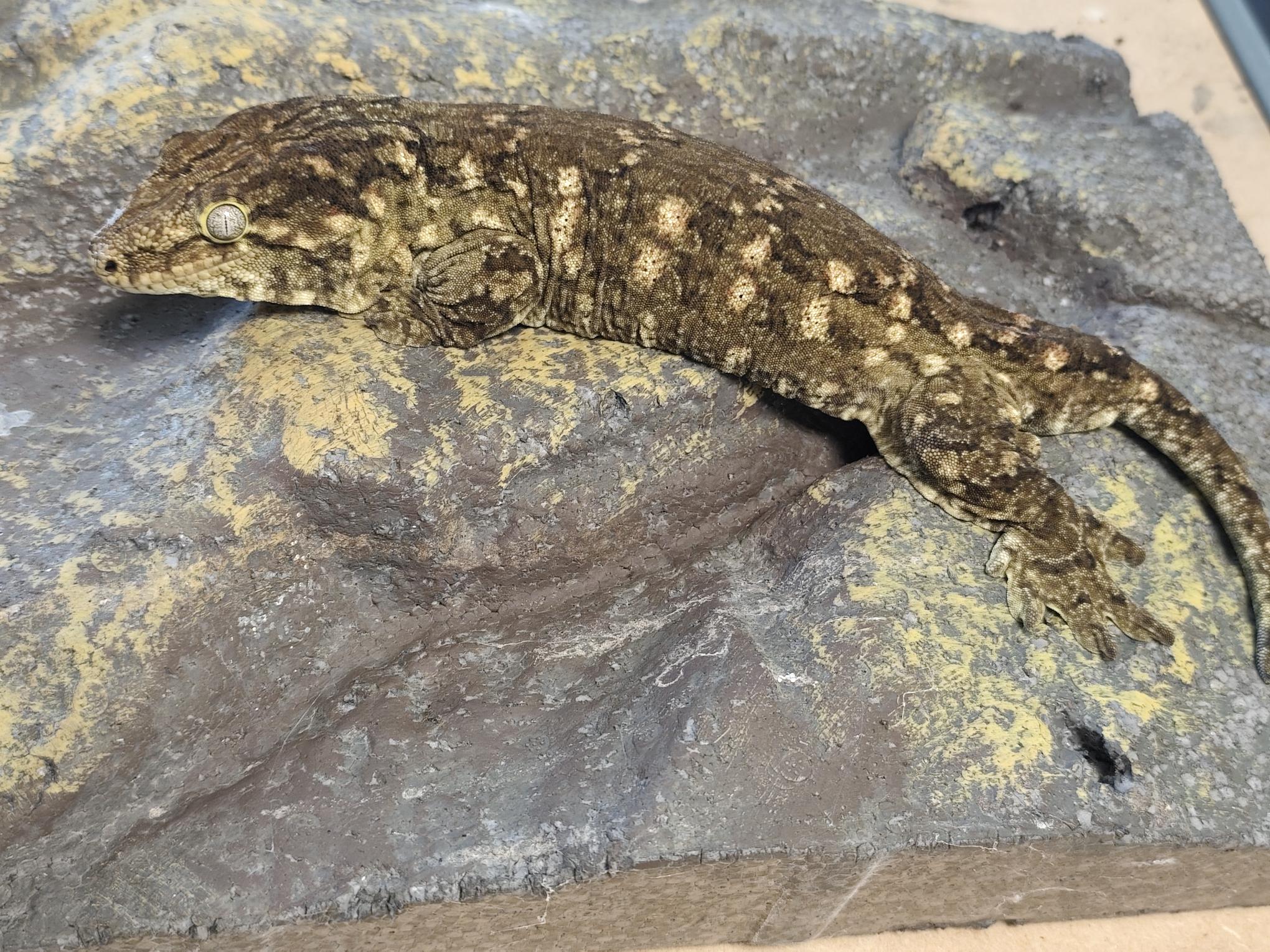Rhacodactylus leachianus localité Mont khogis