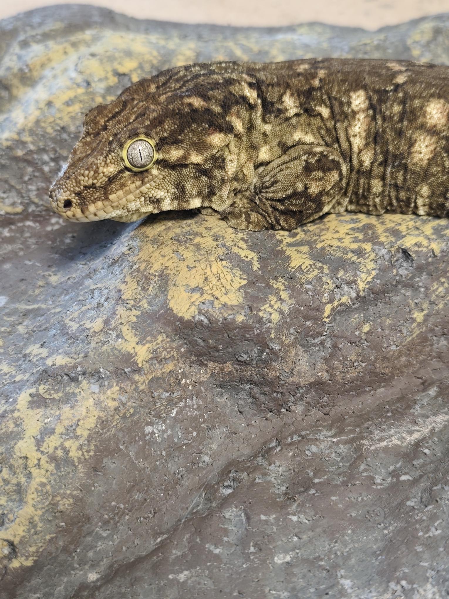 Rhacodactylus leachianus localité Mont khogis