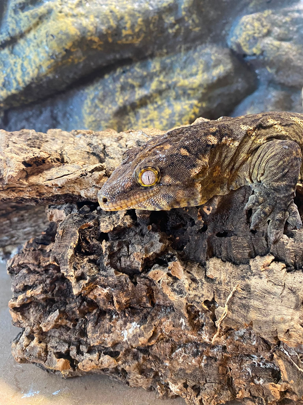 Rhacodactylus leachianus localité nuu ami