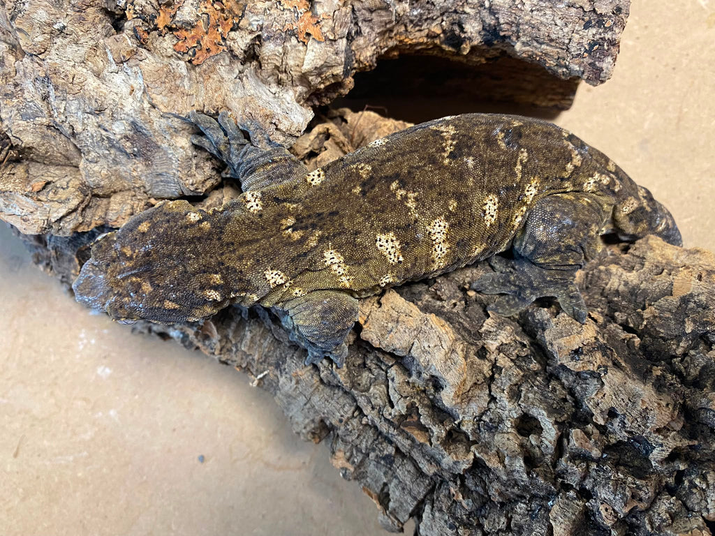 Rhacodactylus leachianus localité nuu ami