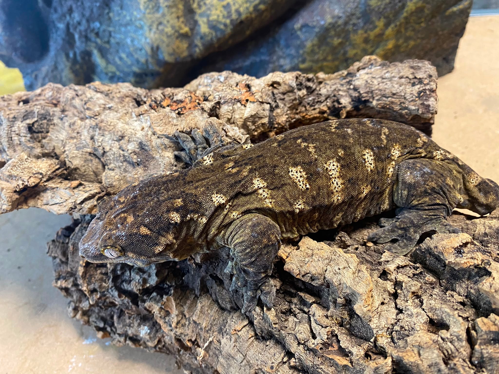 Rhacodactylus leachianus localité nuu ami