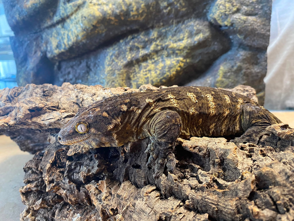 Rhacodactylus leachianus localité nuu ami
