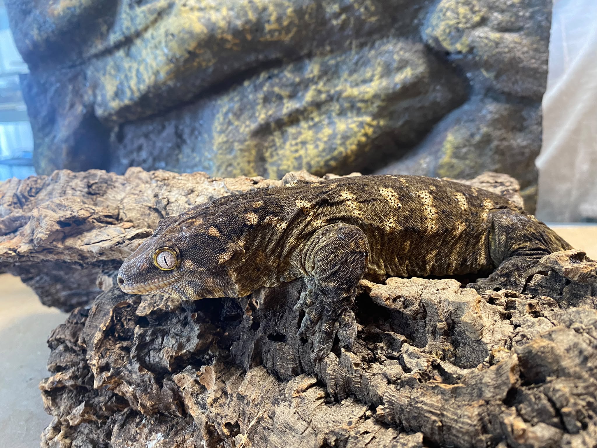 Rhacodactylus leachianus localité nuu ami