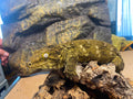 Rhacodactylus leachianus localité nuu ami