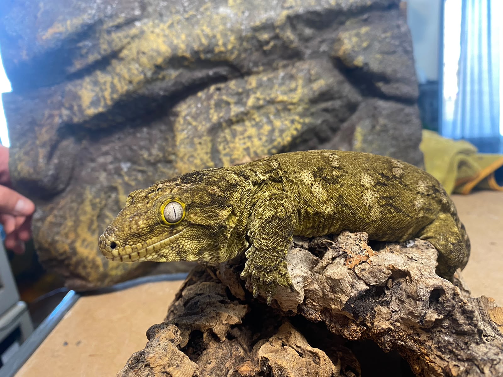 Rhacodactylus leachianus localité nuu ami
