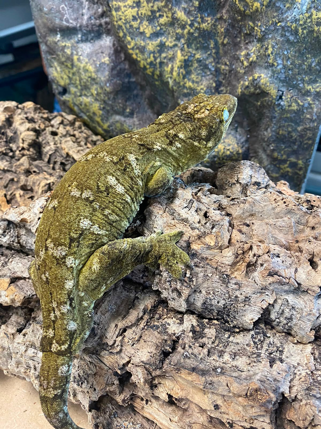 Rhacodactylus leachianus localité nuu ami