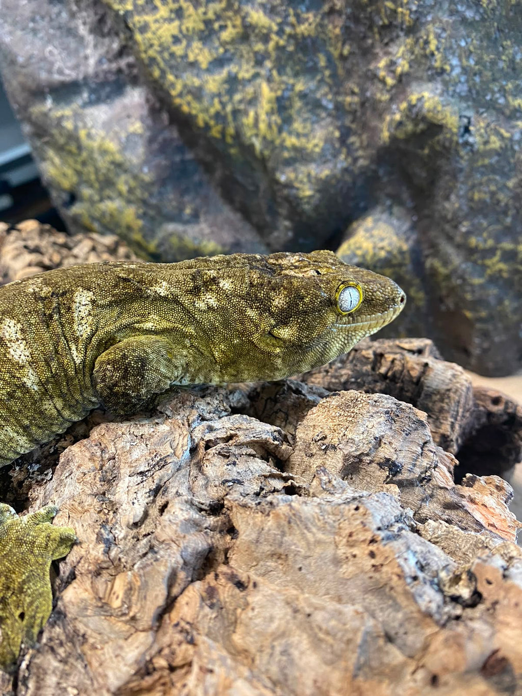 Rhacodactylus leachianus localité nuu ami