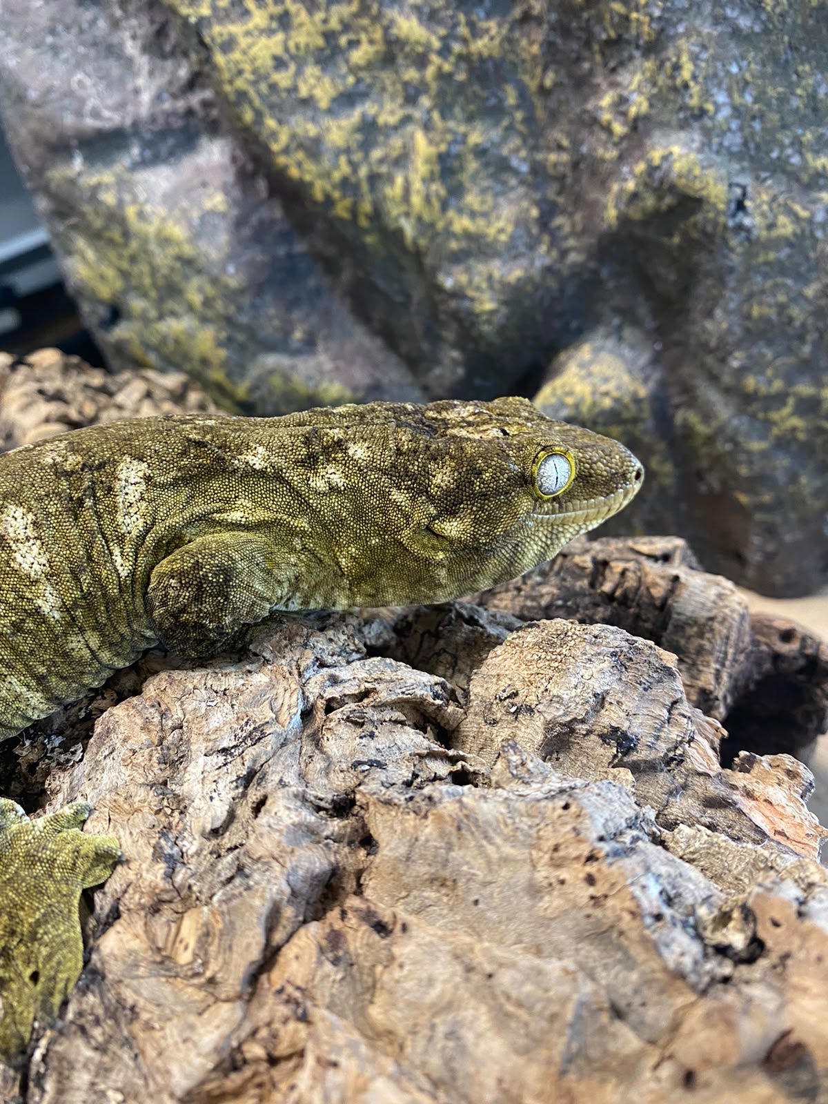 Rhacodactylus leachianus localité nuu ami