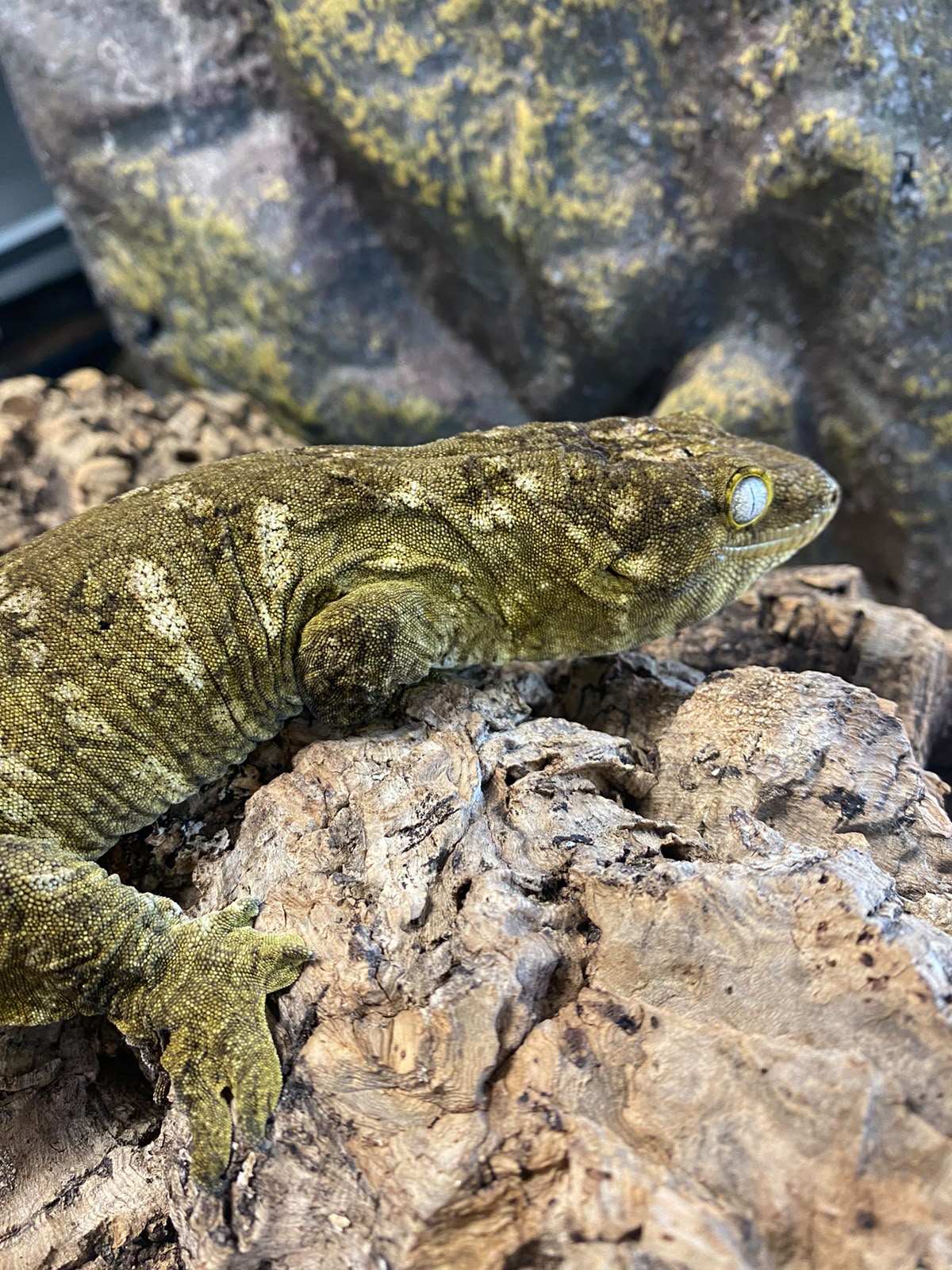 Rhacodactylus leachianus localité nuu ami