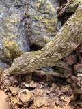 Rhacodactylus leachianus localité Mont khogis