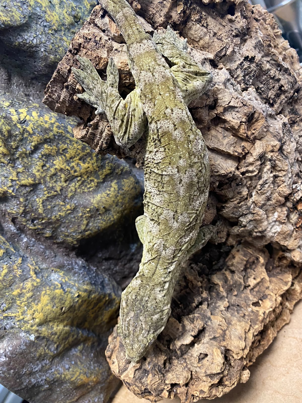 Rhacodactylus leachianus localité Mont khogis