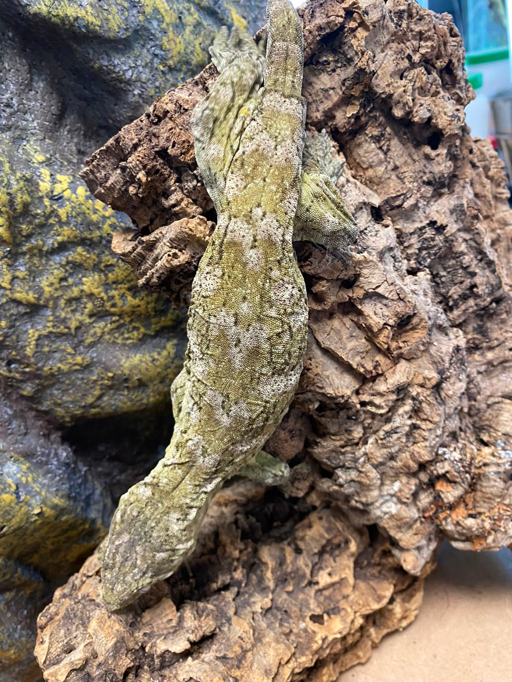 Rhacodactylus leachianus localité Mont khogis