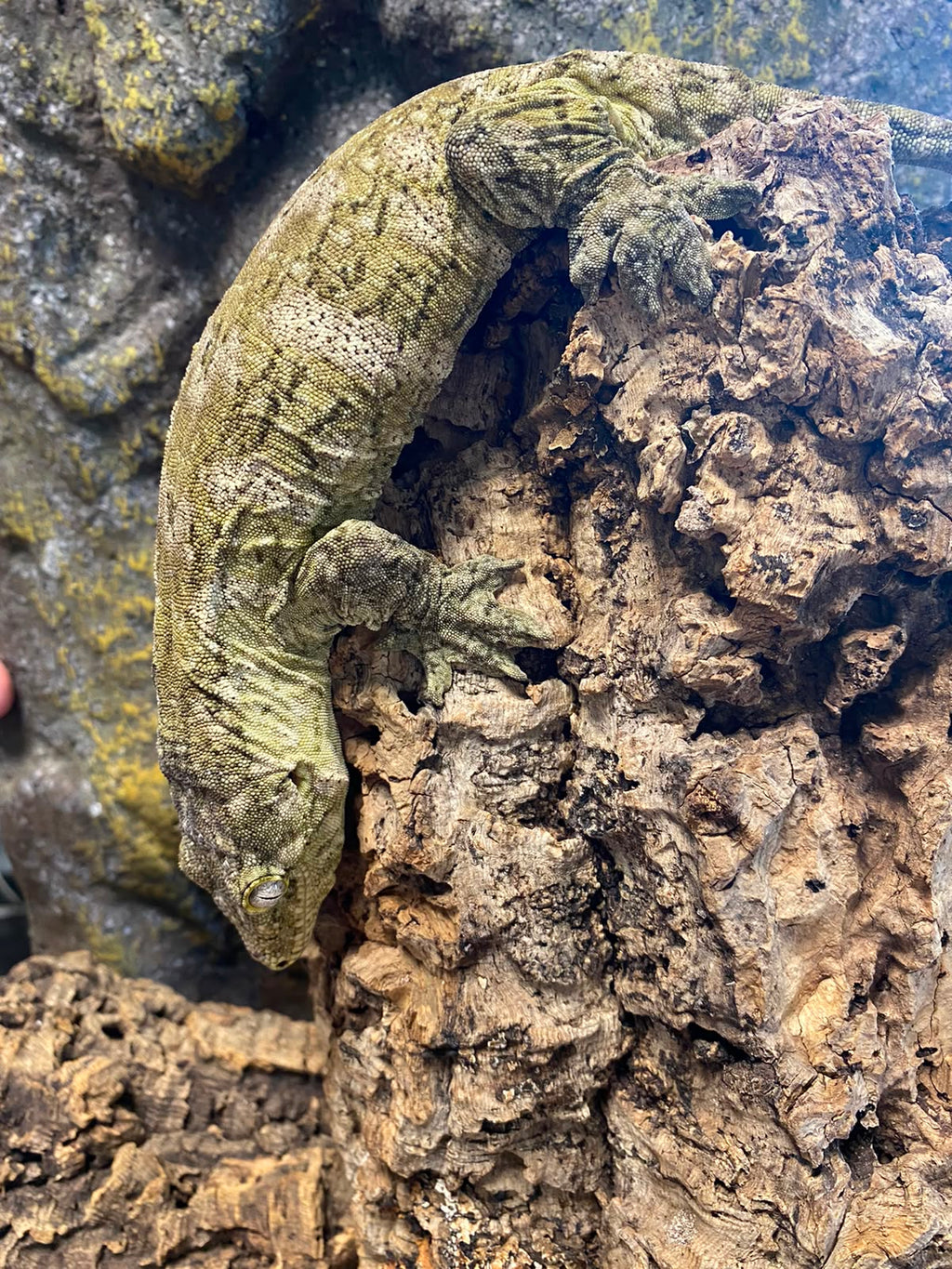 Rhacodactylus leachianus localité Mont khogis