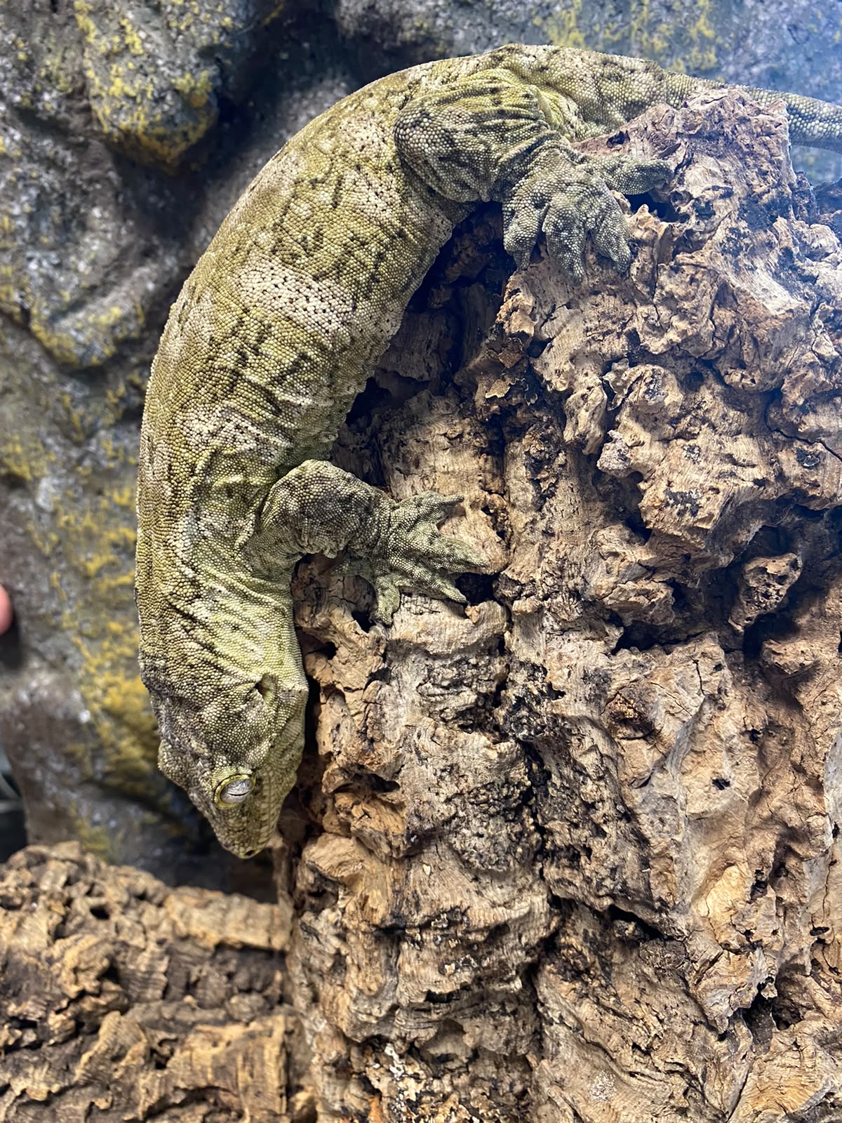Rhacodactylus leachianus localité Mont khogis