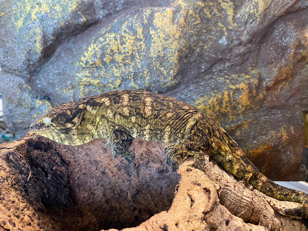 Rhacodactylus leachianus localité Mont khogis