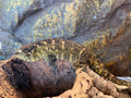 Rhacodactylus leachianus localité Mont khogis