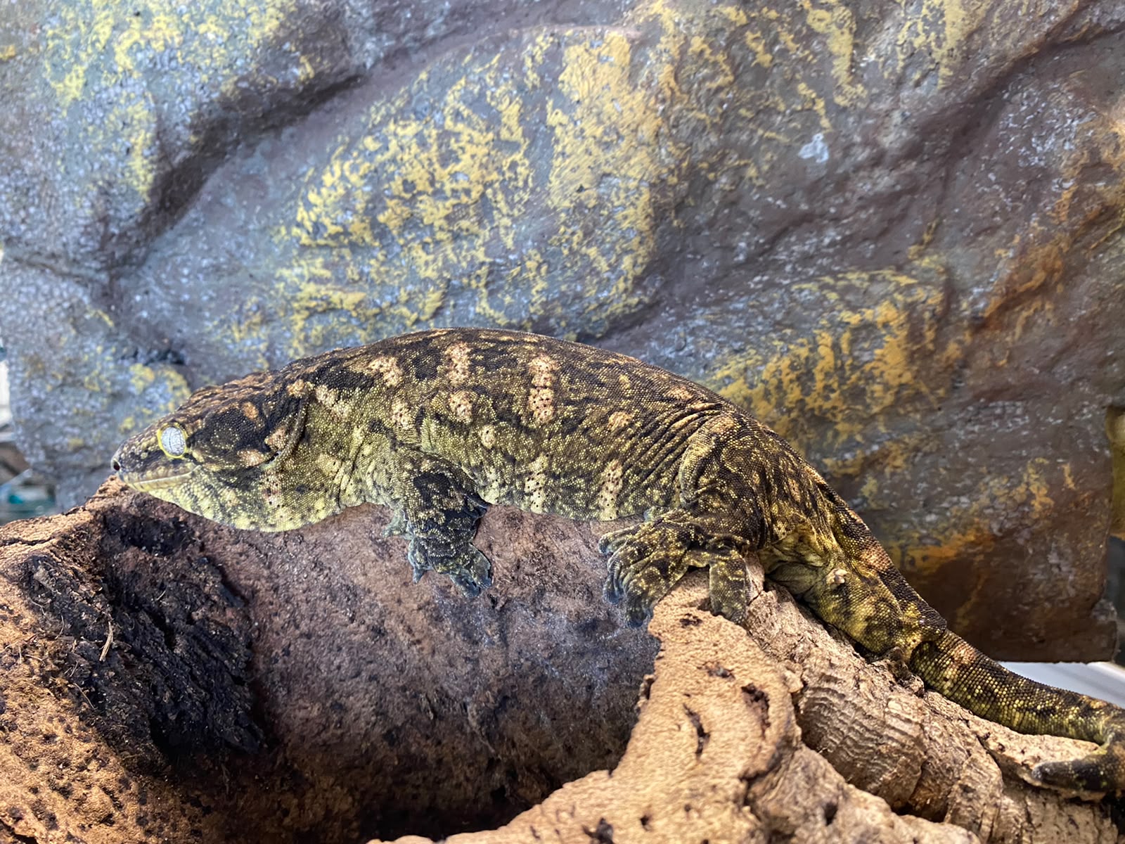 Rhacodactylus leachianus localité Mont khogis