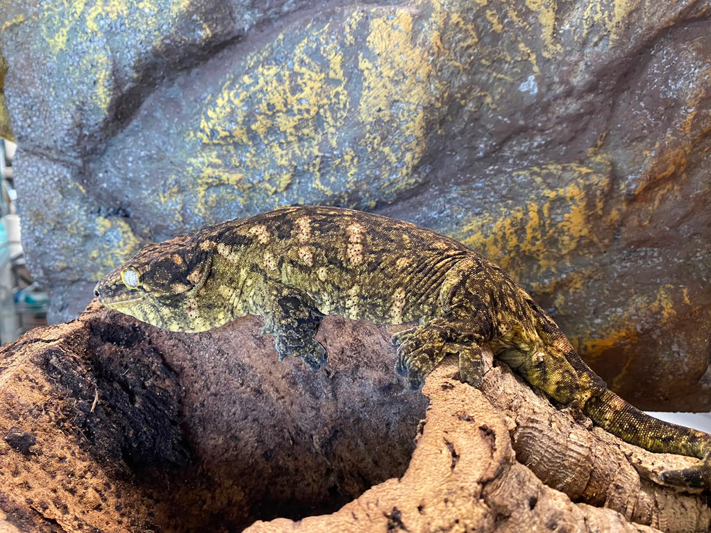 Rhacodactylus leachianus localité Mont khogis
