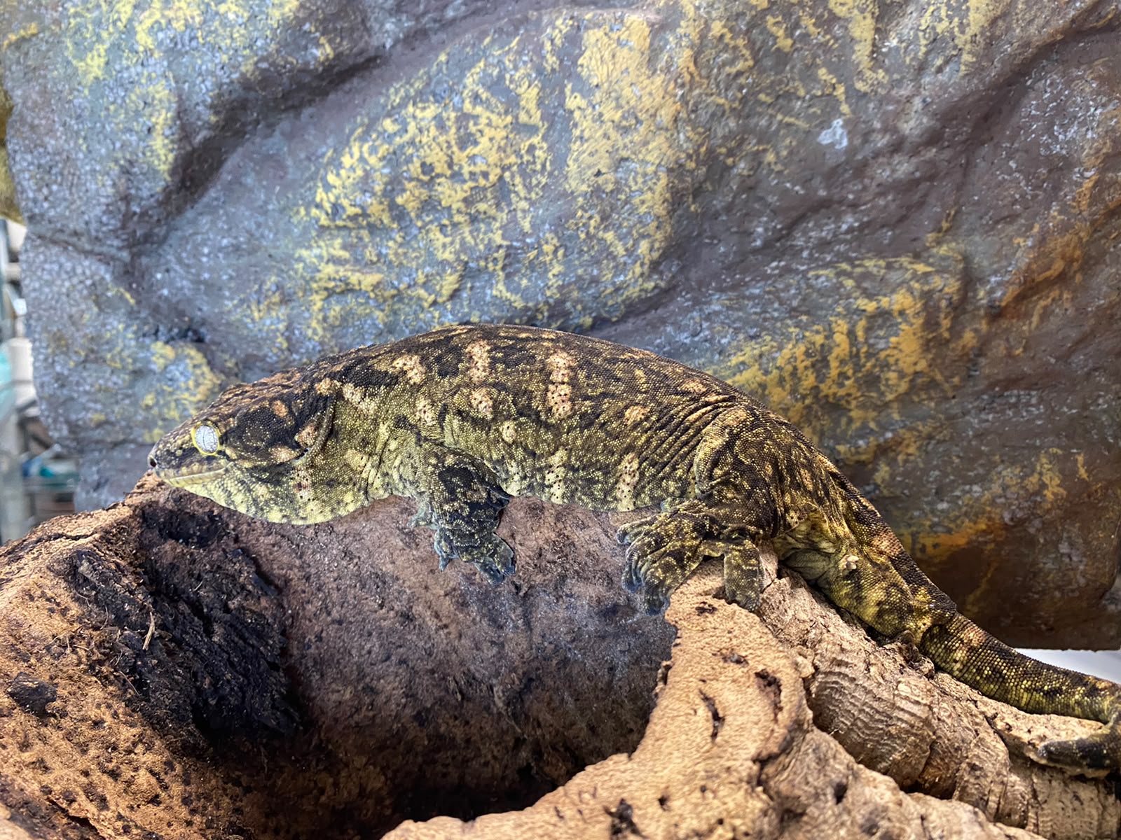 Rhacodactylus leachianus localité Mont khogis