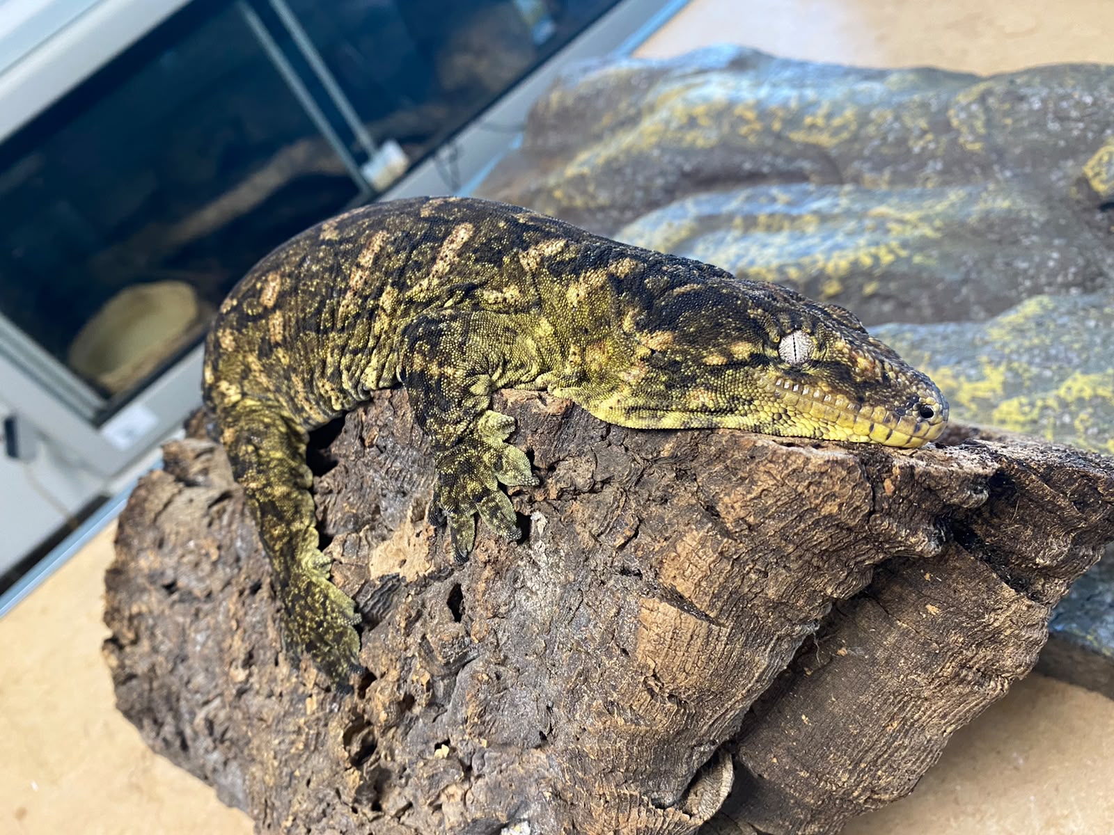 Rhacodactylus leachianus localité Mont khogis