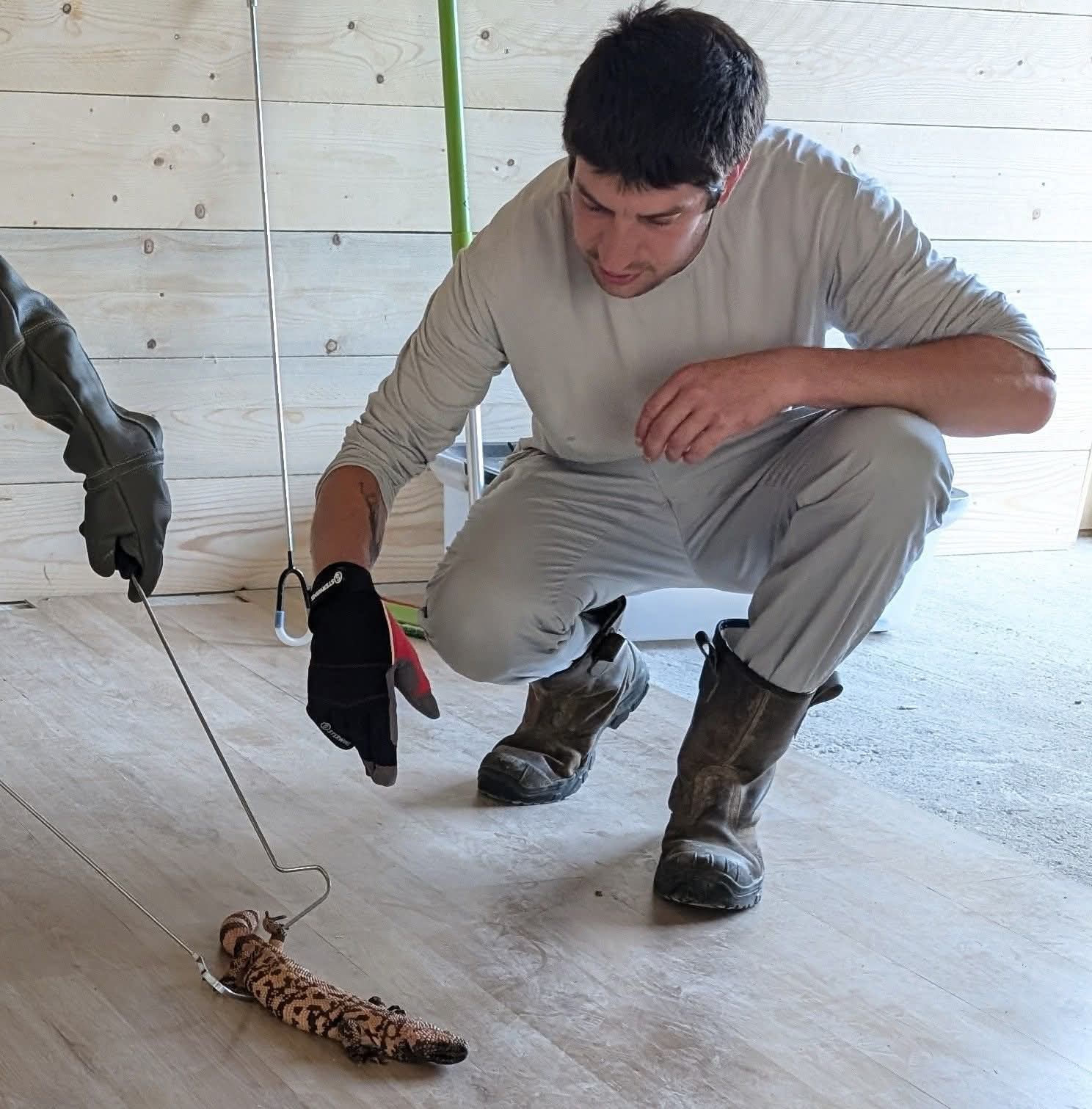 Formation au certificat de capacité – Reptiles